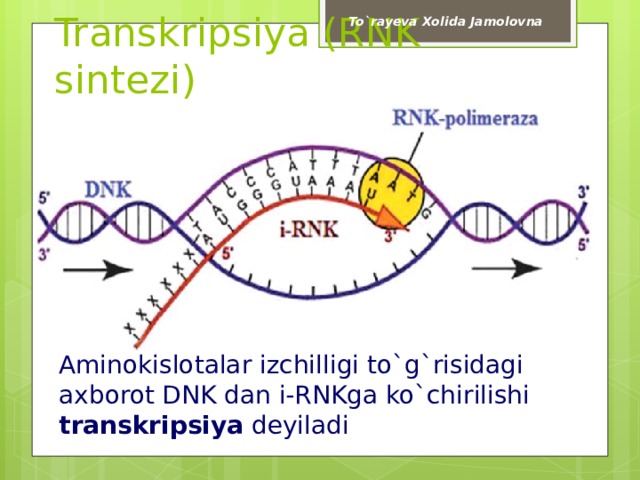 To`rayeva Xolida Jamolovna Transkripsiya (RNK sintezi) Aminokislotalar izchilligi to`g`risidagi axborot DNK dan i-RNKga ko`chirilishi transkripsiya deyiladi 