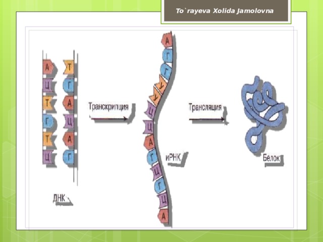 To`rayeva Xolida Jamolovna 