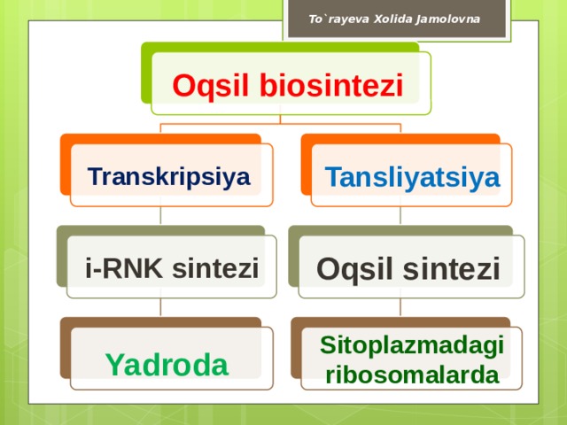 To`rayeva Xolida Jamolovna Oqsil biosintezi Transkripsiya Tansliyatsiya i-RNK sintezi Oqsil sintezi Yadroda  Sitoplazmadagi ribosomalarda 