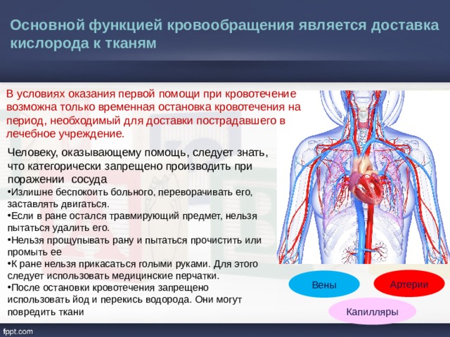 Роль кровообращения в организме
