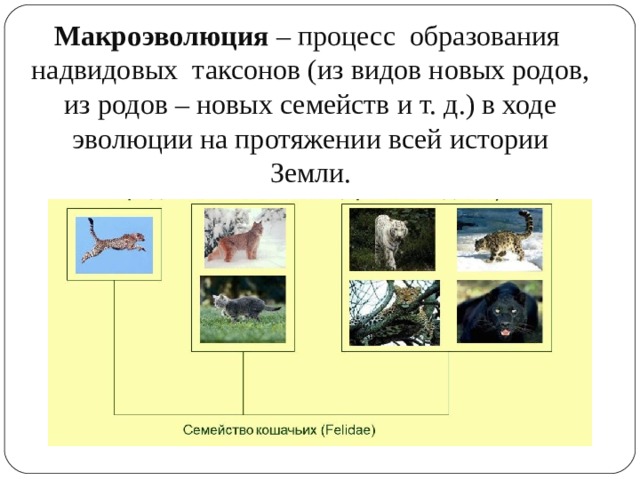 Макроэволюция – процесс образования надвидовых таксонов (из видов новых родов, из родов – новых семейств и т. д.) в ходе эволюции на протяжении всей истории Земли. 