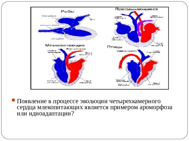 Три фазы работы сердца у млекопитающих