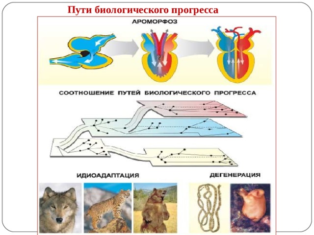  Пути биологического прогресса 