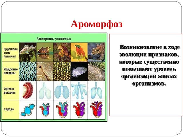 Ароморфозы дыхания. Ароморфозы эукариотической клетки. Основные ароморфозы в эрах. Основные ароморфозы в эволюции одноклеточных организмов. Ароморфоз появление эукариот.