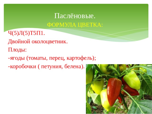 Паслёновые. ФОРМУЛА ЦВЕТКА: Ч(5)Л(5)Т5П1. Двойной околоцветник. Плоды: -ягоды (томаты, перец, картофель); -коробочки ( петуния, белена). 