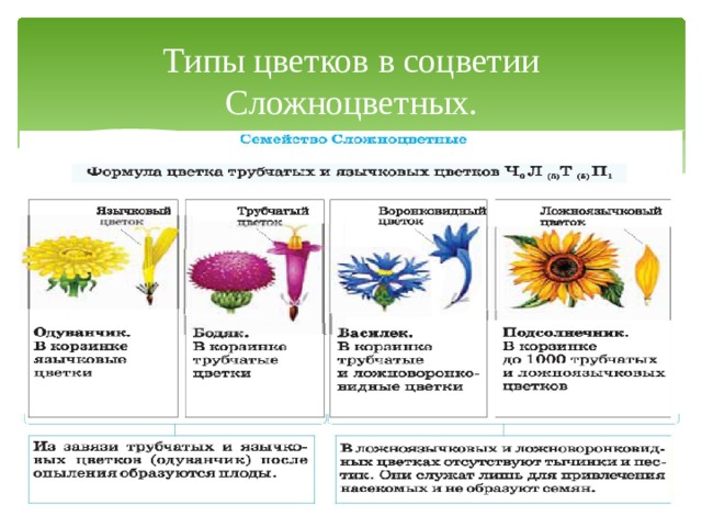 Типы цветков в соцветии Сложноцветных. 
