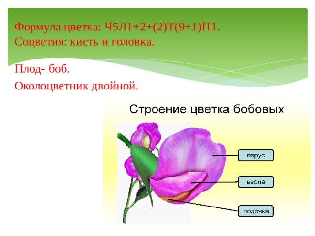Формула цветка: Ч5Л1+2+(2)Т(9+1)П1.  Соцветия: кисть и головка. Плод- боб. Околоцветник двойной. 