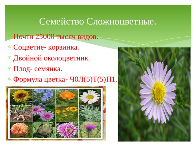 Семейство Сложноцветные. Почти 25000 тысяч видов. Соцветие- корзинка. Двойной околоцветник. Плод- семянка. Формула цветка- Ч0Л(5)Т(5)П1.  