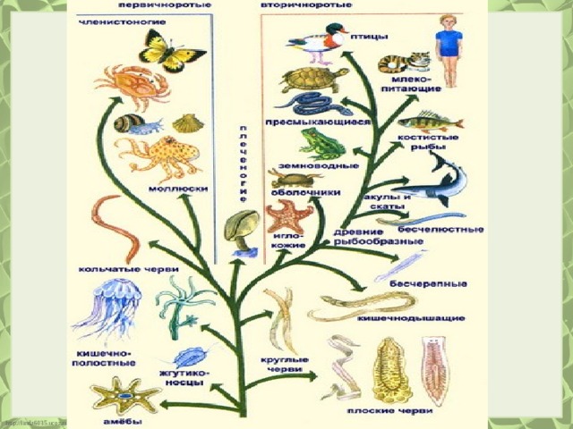 Кто от кого произошел биология схема животные