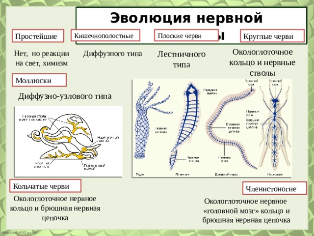Эволюция нервной системы Кишечнополостные Плоские черви Круглые черви Простейшие Окологлоточное кольцо и нервные стволы Лестничного типа Нет, но реакции на свет, химизм Диффузного типа Моллюски Диффузно-узлового типа Кольчатые черви Членистоногие Окологлоточное нервное кольцо и брюшная нервная цепочка Окологлоточное нервное «головной мозг» кольцо и брюшная нервная цепочка 