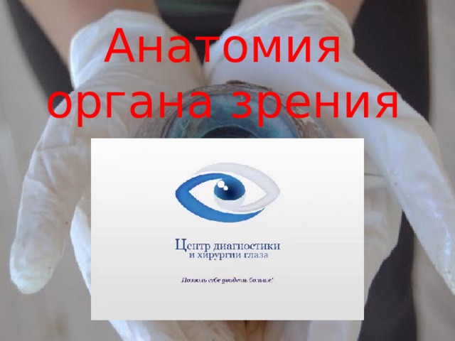 Анатомия органа зрения 
