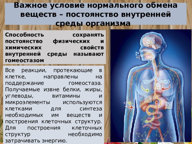 Организм и среда анатомия. Постоянство внутренней среды организма. Внутренняя среда организма гомеостаз. Схему «постоянство внутренней среды организма». Способность поддерживать постоянство внутренней среды.