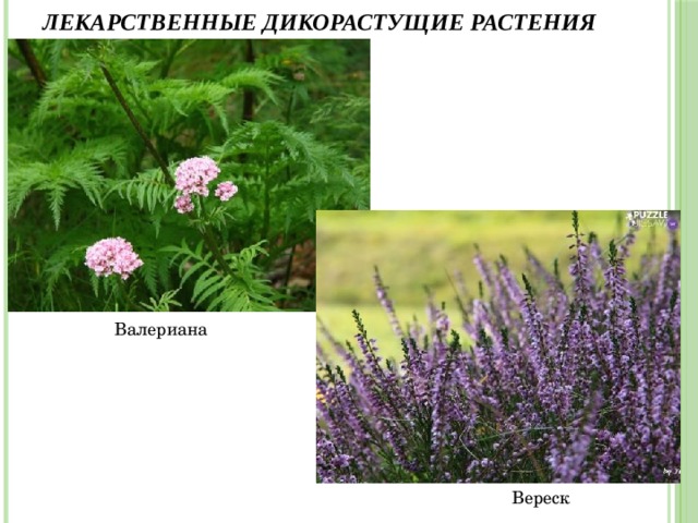 Лекарственные дикорастущие растения Валериана Вереск 