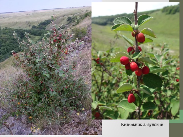 Кизильник алаунский фото