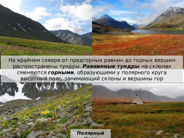 На крайнем севере от предгорных равнин до горных вершин распространены тундры. Равнинные тундры на склонах сменяются горными , образующими у полярного круга высотный пояс, занимающий склоны и вершины гор Полярный Урал 