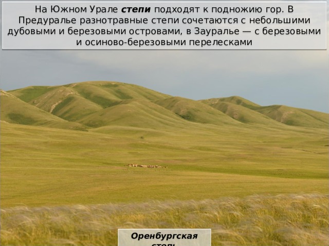 На Южном Урале степи подходят к подножию гор. В Предуралье разнотравные степи сочетаются с небольшими дубовыми и березовыми островами, в Зауралье — с березовыми и осиново-березовыми перелесками Оренбургская степь 