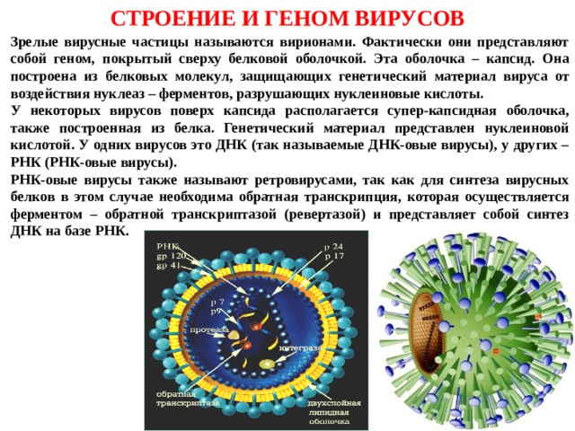 СТРОЕНИЕ И ГЕНОМ ВИРУСОВ Зрелые вирусные частицы называются вирионами. Фактически они представляют собой геном, покрытый сверху белковой оболочкой. Эта оболочка – капсид. Она построена из белковых молекул, защищающих генетический материал вируса от воздействия нуклеаз – ферментов, разрушающих нуклеиновые кислоты. У некоторых вирусов поверх капсида располагается супер-капсидная оболочка, также построенная из белка. Генетический материал представлен нуклеиновой кислотой. У одних вирусов это ДНК (так называемые ДНК-овые вирусы), у других – РНК (РНК-овые вирусы). РНК-овые вирусы также называют ретровирусами, так как для синтеза вирусных белков в этом случае необходима обратная транскрипция, которая осуществляется ферментом – обратной транскриптазой (ревертазой) и представляет собой синтез ДНК на базе РНК. 