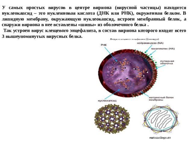 У самых простых вирусов в центре вириона (вирусной частицы) находится нуклеокапсид – это нуклеиновая кислота (ДНК или РНК), окруженная белком. В липидную мембрану, окружающую нуклеокапсид, встроен мембранный белок , а снаружи вириона в нее вставлены «шипы» из оболочечного белка .  Так устроен вирус клещевого энцефалита, в состав вириона которого входят всего 3 вышеупомянутых вирусных белка.    