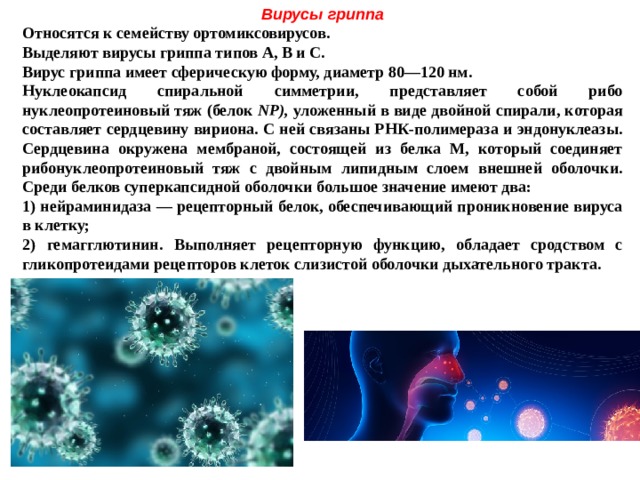 Вирусы гриппа Относятся к семейству ортомиксовирусов. Выделяют вирусы гриппа типов А, В и С. Вирус гриппа имеет сферическую форму, диаметр 80—120 нм. Нуклеокапсид спиральной симметрии, представляет собой рибо нуклеопротеиновый тяж (белок NP), уложенный в виде двойной спирали, которая составляет сердцевину вириона. С ней связаны РНК-полимераза и эндонуклеазы. Сердцевина окружена мембраной, состоящей из белка М, который соединяет рибонуклеопротеиновый тяж с двойным липидным слоем внешней оболочки. Среди белков суперкапсидной оболочки большое значение имеют два: 1) нейраминидаза — рецепторный белок, обеспечивающий проникновение вируса в клетку; 2) гемагглютинин. Выполняет рецепторную функцию, обладает сродством с гликопротеидами рецепторов клеток слизистой оболочки дыхательного тракта.  