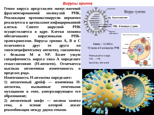 Вирусы гриппа  Геном вируса представлен минус-нитевой фрагментированной молекулой РНК. Репликация ортомиксовирусов первично реализуется в цитоплазме инфицированной клетки. Синтез вирусной РНК осуществляется в ядре. Клетки хозяина обеспечивают вирусновыми РНК-транскриптами. Вирусы гриппа А, В и С отличаются друг от друга по типоспецифическому антигену, связанному с белками М и NP. Более узкую специфичность вируса типа А определяет гемагглютинин (Н-антиген). Отмечается высокая антигенная изменчивость в пределах рода. Изменчивость Н-антигена определяет: 1) антигенный дрейф — изменения Н-антигена, вызванные точечными мутациями в гене, контролирующем его образование; 2) антигенный шифт — полная замена гена, в основе которой лежит рекомбинация между двумя генами.  