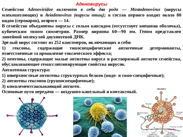 Аденовирусы Семейство Adenoviridae включает в себя два рода — Mastadenovirus (вирусы млекопитающих) и Aviadenovirus (вирусы птиц); в состав первого входит около 80 видов (сероваров), второго — 14. В семейство объединены вирусы с голым капсидом (отсутствует внешняя оболочка), кубическим типом симметрии. Размер вириона 60—90 нм. Геном представлен линейной молекулой двухнитевой ДНК. Зрелый вирус состоит из 252 капсомеров, включающих в себя: 1) гексоны, содержащие типоспецифические антигенные детерминанты, ответственные за проявление токсического эффекта; 2) пентоны, содержащие малые антигены вируса и растворимый антиген семейства, обуславливающие гемагглютинирующие свойства вирусов. Антигенная структура: 1) поверхностные антигены структурных белков (видо- и типо-специфичные); 2) антигены гексонов (группоспецифичные); 3) комплементсвязывающий антиген. Основные пути передачи — воздушно-капельный и контактный. 