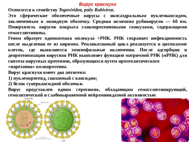 Вирус краснухи Относится к семейству Togaviridae, роду Rubivirus. Это сферические оболочечные вирусы с икосаэдральным нуклеокапсидом, заключенным в липидную оболочку. Средняя величина рубивирусов — 60 нм. Поверхность вирусов покрыта гликопротеиновыми спикулами, содержащими гемагглютинины. Геном образует однонитевая молекула +РНК. РНК сохраняет инфекционность после выделения ее из вириона. Репликативный цикл реализуется в цитоплазме клеток, где выявляются эозинофильные включения. После адсорбции и депротеинизации вирусная РНК выполняет функцию матричной РНК (мРНК) для синтеза вирусных протеинов, образующихся путем протеолитического «нарезания» полипротеина. Вирус краснухи имеет два антигена: 1) нуклеопротеид, связанный с капсидом; 2) белок суперкапсидной оболочки. Вирус представлен одним серотипом, обладающим гемагглютинирующей, гемолитической и слабовыраженной нейраминидазной активностью . 