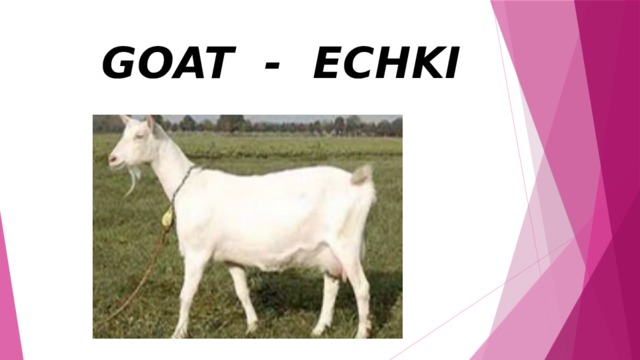  GOAT - ECHKI 