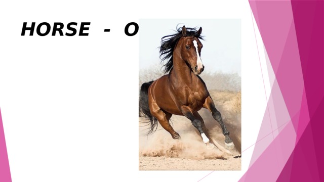 HORSE - OT 