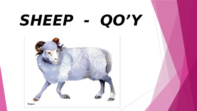  SHEEP - QO’Y 