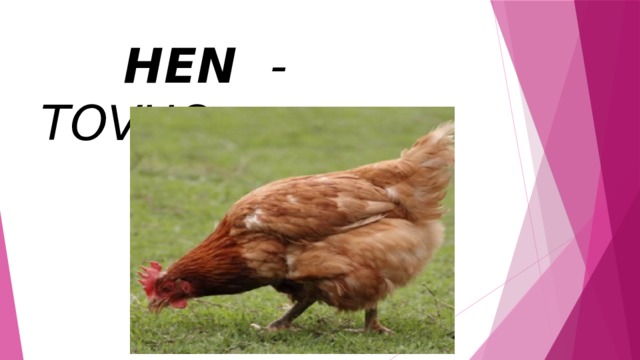  HEN - TOVUQ 