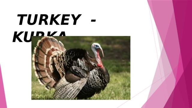  TURKEY - KURKA 