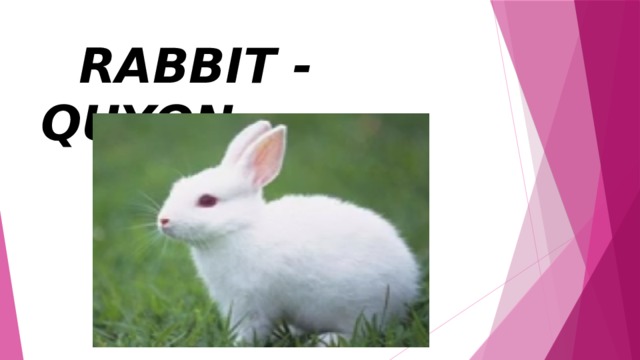  RABBIT - QUYON 