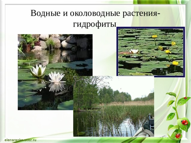 Водные и околоводные растения-  гидрофиты  