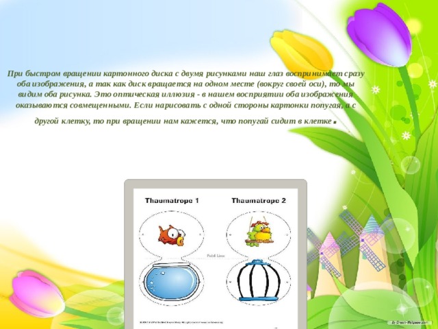 При быстром вращении картонного диска с двумя рисунками наш глаз воспринимает сразу оба изображения, а так как диск вращается на одном месте (вокруг своей оси), то мы видим оба рисунка. Это оптическая иллюзия - в нашем восприятии оба изображения оказываются совмещенными. Если нарисовать с одной стороны картонки попугая, а с другой клетку, то при вращении нам кажется, что попугай сидит в клетке . 