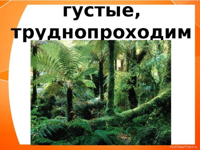 Джунгли – густые, труднопроходимые леса. 