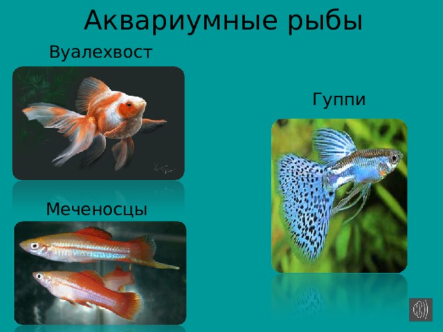 Аквариумные рыбы Вуалехвост Гуппи Меченосцы 