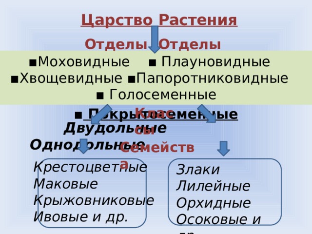 Царство Растения Отделы Отделы ▪ Моховидные ▪ Плауновидные ▪Хвощевидные ▪Папоротниковидные ▪ Голосеменные ▪ Покрытосеменные Классы Двудольные Однодольные Семейства Крестоцветные Маковые Крыжовниковые Ивовые и др. Злаки Лилейные Орхидные Осоковые и др .