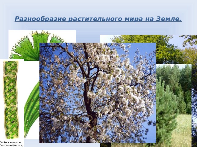 Разнообразие растительного мира на Земле.