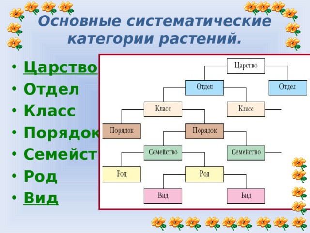 Основные систематические категории растений. Царство Отдел Класс Порядок Семейство Род Вид