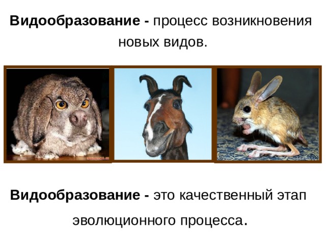 Видообразование   - процесс возникновения новых видов. Видообразование - это качественный этап эволюционного процесса . 