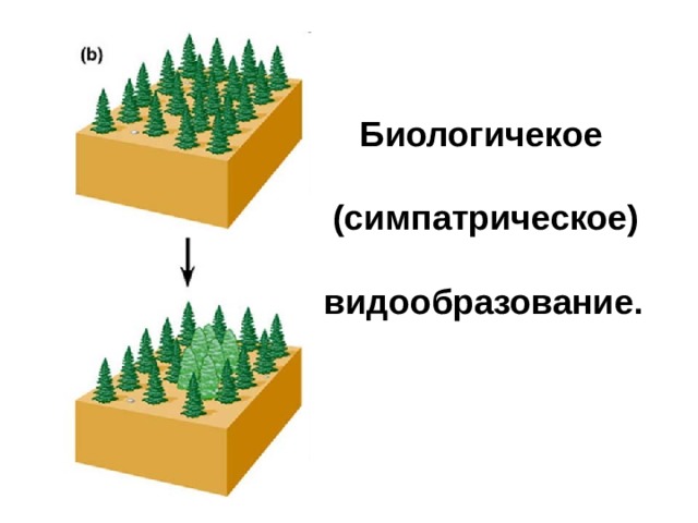 Биологичекое  (симпатрическое)  видообразование.  