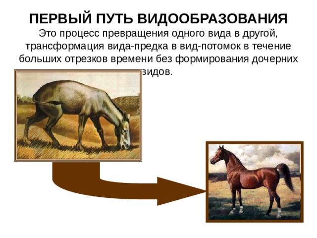 ПЕРВЫЙ ПУТЬ ВИДООБРАЗОВАНИЯ Это процесс превращения одного вида в другой, трансформация вида-предка в вид-потомок в течение больших отрезков времени без формирования дочерних видов. 
