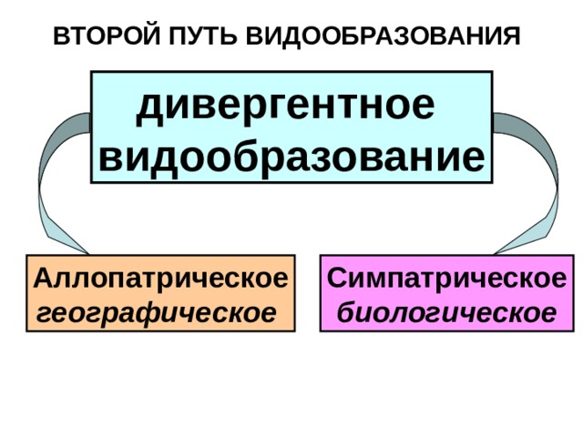 ВТОРОЙ ПУТЬ ВИДООБРАЗОВАНИЯ   дивергентное видообразование Аллопатрическое географическое Симпатрическое биологическое 
