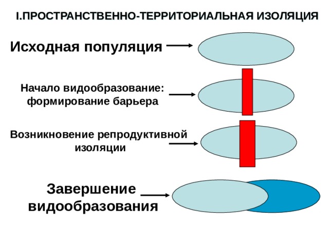 I. ПРОСТРАНСТВЕННО-ТЕРРИТОРИАЛЬНАЯ ИЗОЛЯЦИЯ Исходная популяция Начало видообразование: формирование барьера Возникновение репродуктивной  изоляции Завершение видообразования 