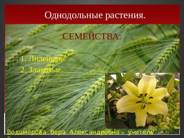 Презентация "Семейства однодольных растений".