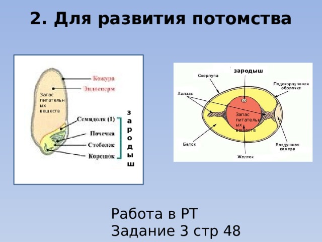 Презентация зачем живые организмы запасают питательные вещества