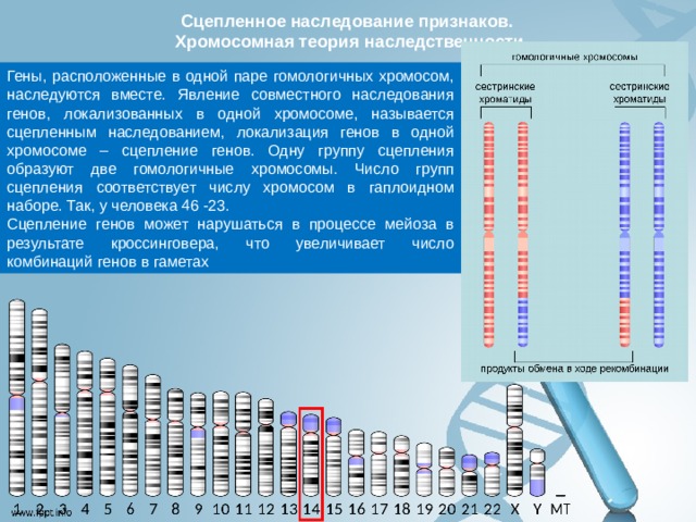 Изменение количества генов. Гены расположенные в одной паре гомологичных хромосом наследуются. Гены локализованные в одной хромосоме. Как расшифровать локализацию Гена.