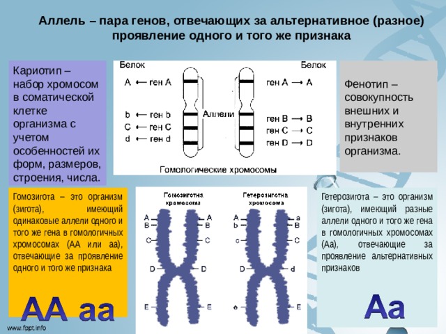 Хромосом группы d. Хромосомы человека. Схематическое строение хромосомы. Аллельные гены. Гены в разных хромосомах.