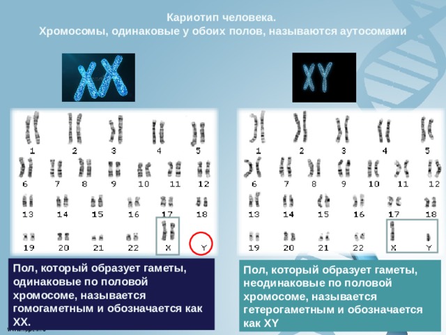 Кариотип человека. Хромосомы, одинаковые у обоих полов, называются аутосомами Пол, который образует гаметы, одинаковые по половой хромосоме, называется гомогаметным и обозначается как XX. Пол, который образует гаметы, неодинаковые по половой хромосоме, называется гетерогаметным и обозначается как XY 