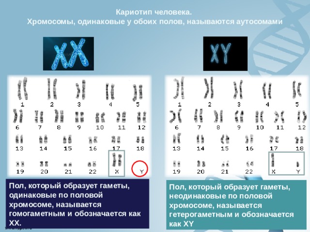 Сколько хромосом в геноме человека майнкрафт